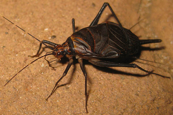 Strange bug in Juba, South Sudan